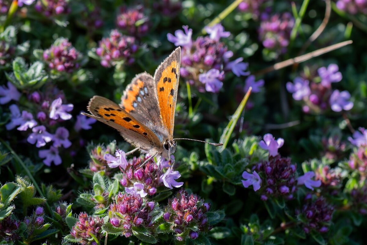 David Plant Photography - Wildlife Photography - Small copper - E.jpg - Small copper, Lycaena phlaeas - Wiltshire