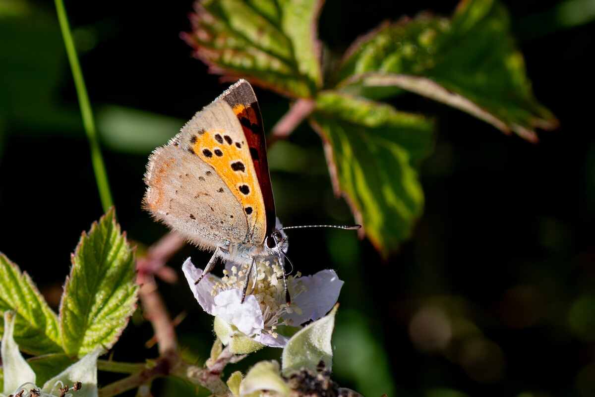 David Plant Photography - Wildlife Photography - Small copper - F.jpg - Small copper, Lycaena phlaeas - Wiltshire