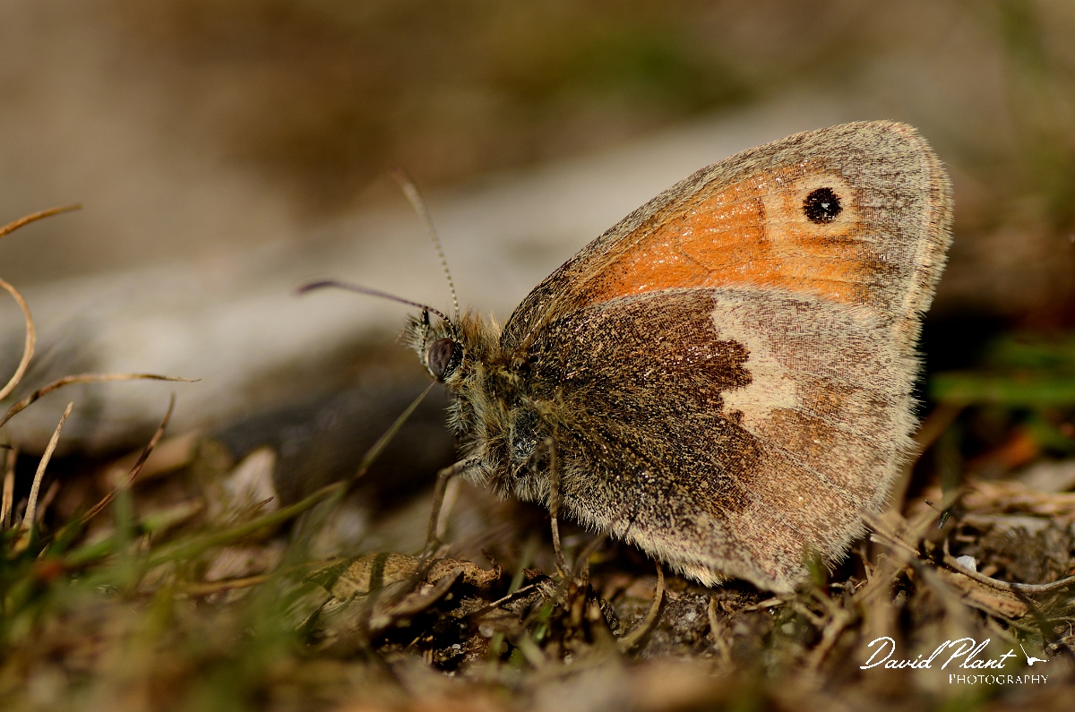 David Plant Photography - Wildlife Photography - Small heath - A.jpg - Small heath - Dorset
