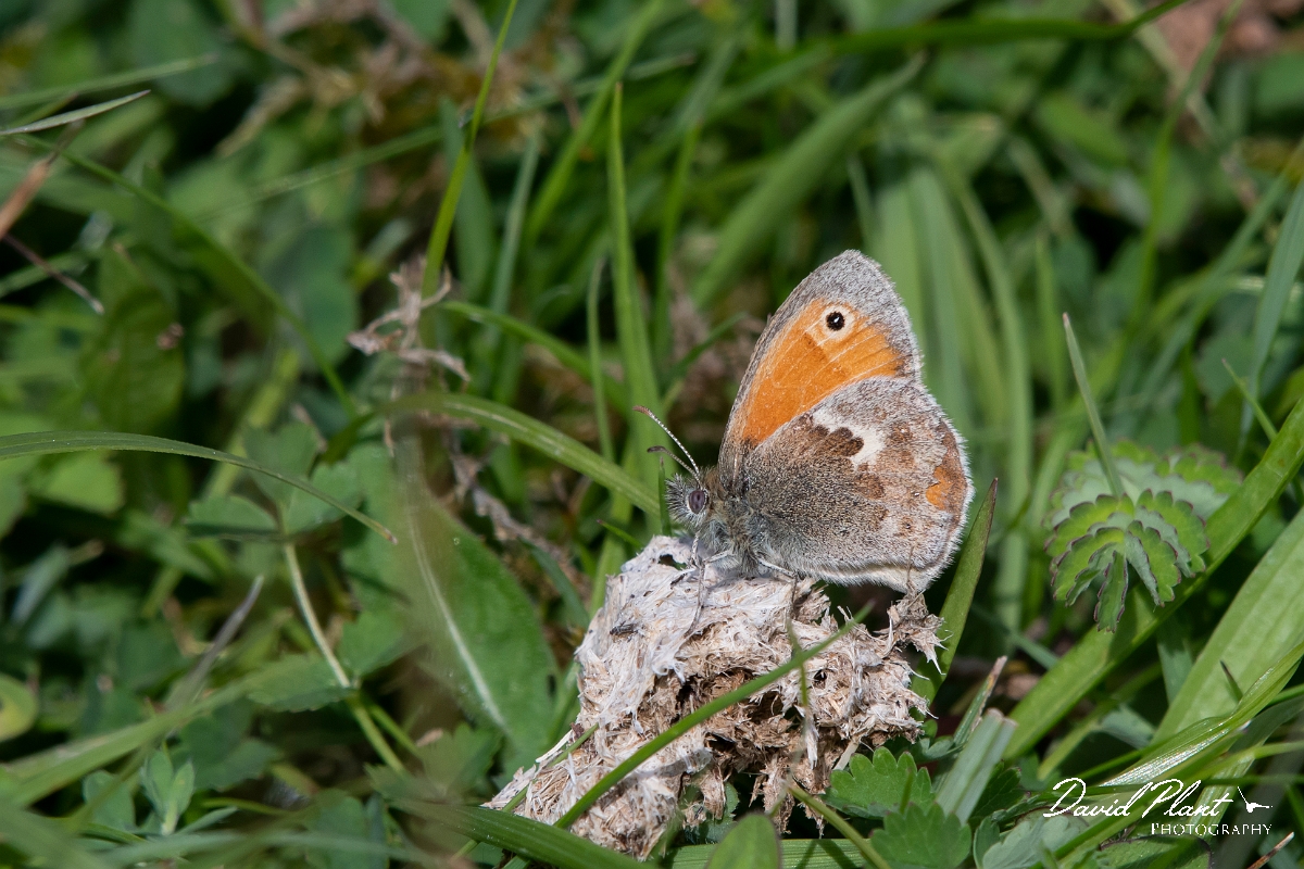 David Plant Photography - Wildlife Photography - Small heath - C.jpg - Small heath - Somerset