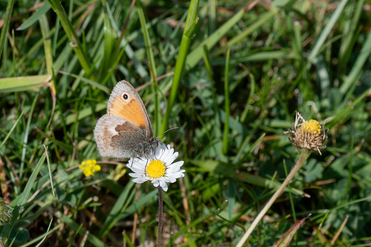 David Plant Photography - Wildlife Photography - Small heath - E.jpg - Small heath, Coenonympha pamphilus - Wiltshire