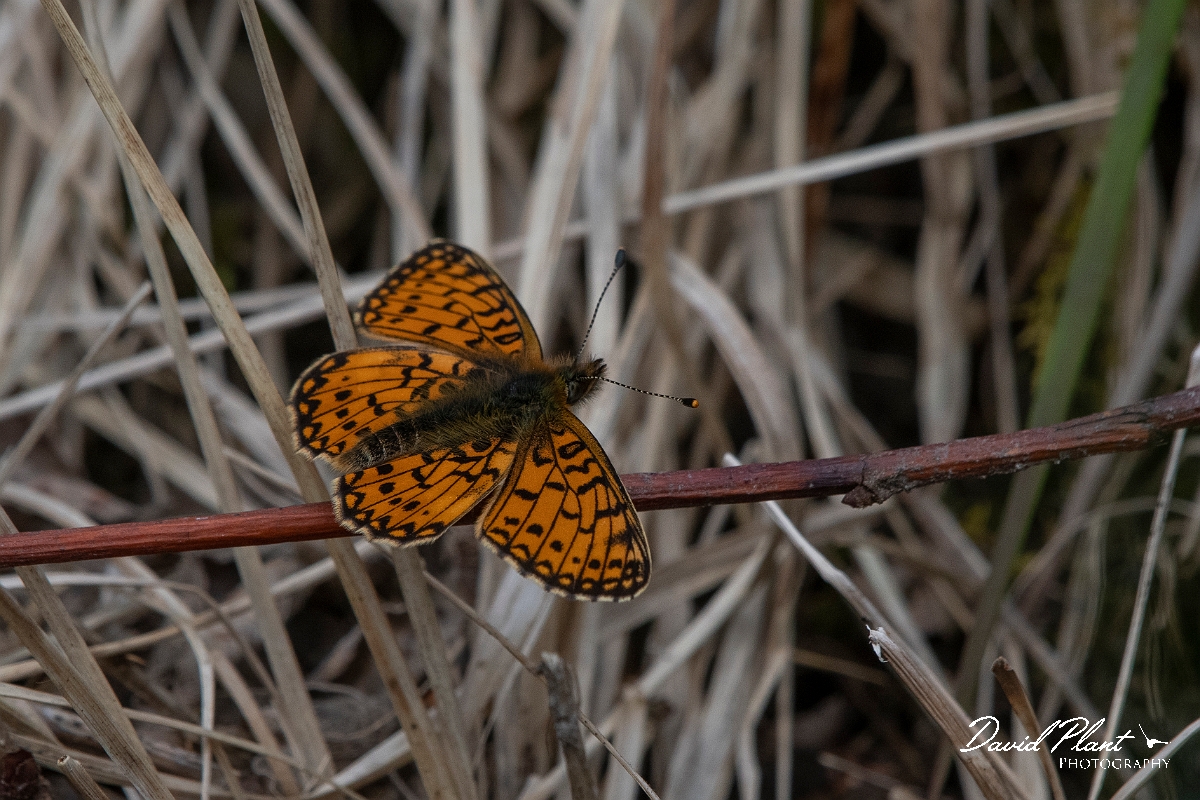 David Plant Photography - Wildlife Photography - Small pearl-bordered fritillary - A.JPG - Small pearl-bordered fritillary - Argyll