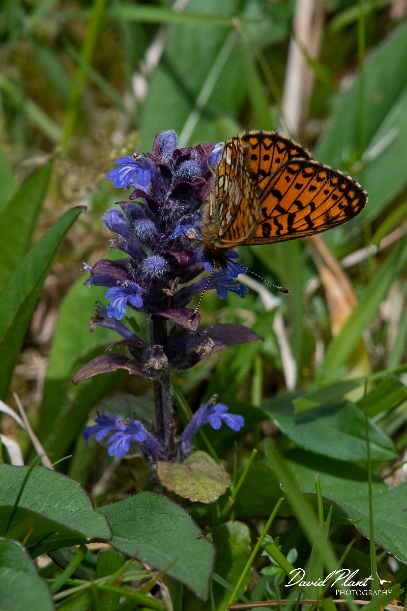 David Plant Photography - Wildlife Photography - Small pearl-bordered fritillary - B.JPG - Small pearl-bordered fritillary - Argyll