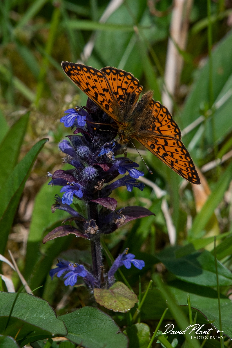 David Plant Photography - Wildlife Photography - Small pearl-bordered fritillary - C.JPG - Small pearl-bordered fritillary - Argyll
