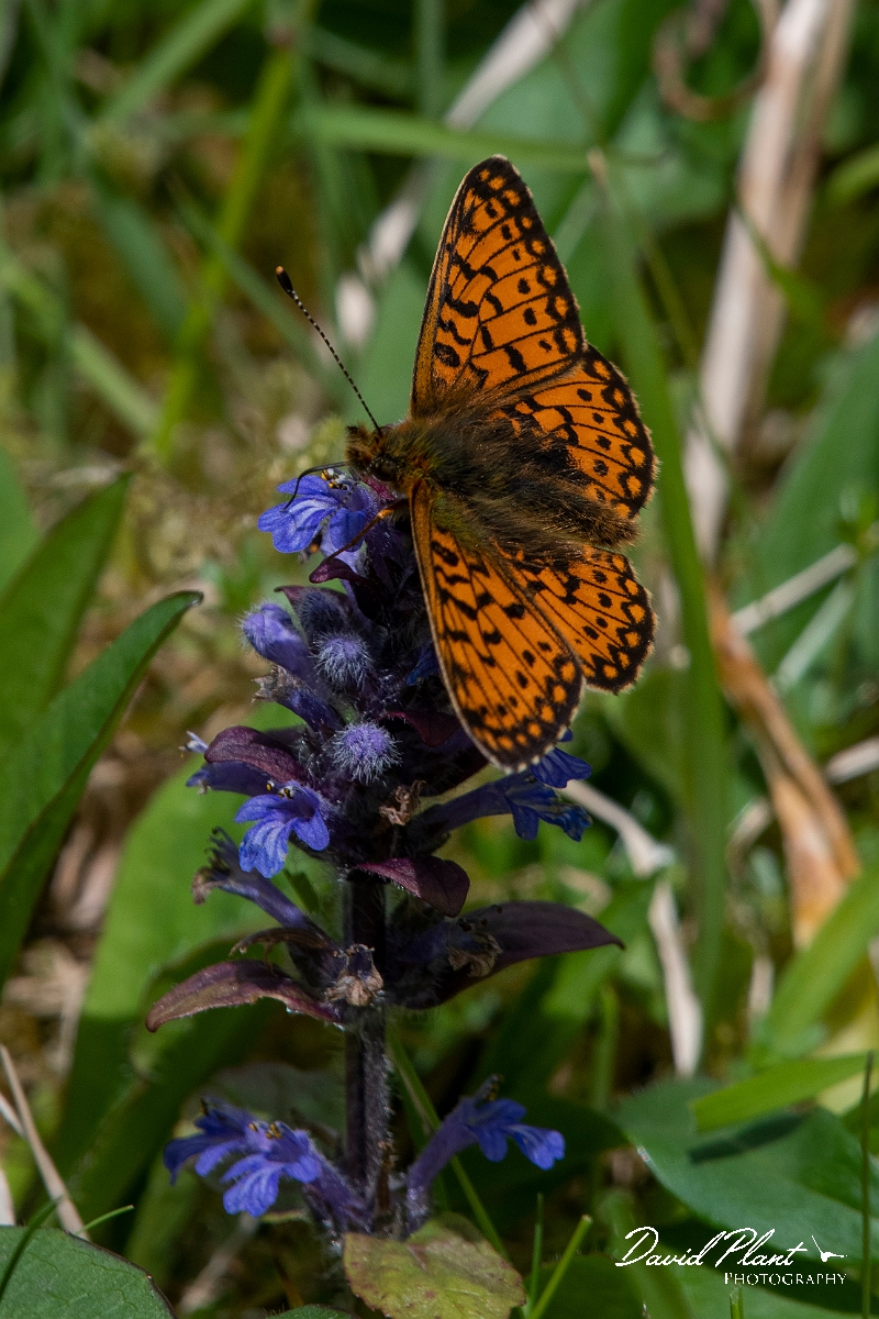 David Plant Photography - Wildlife Photography - Small pearl-bordered fritillary - D.JPG - Small pearl-bordered fritillary - Argyll