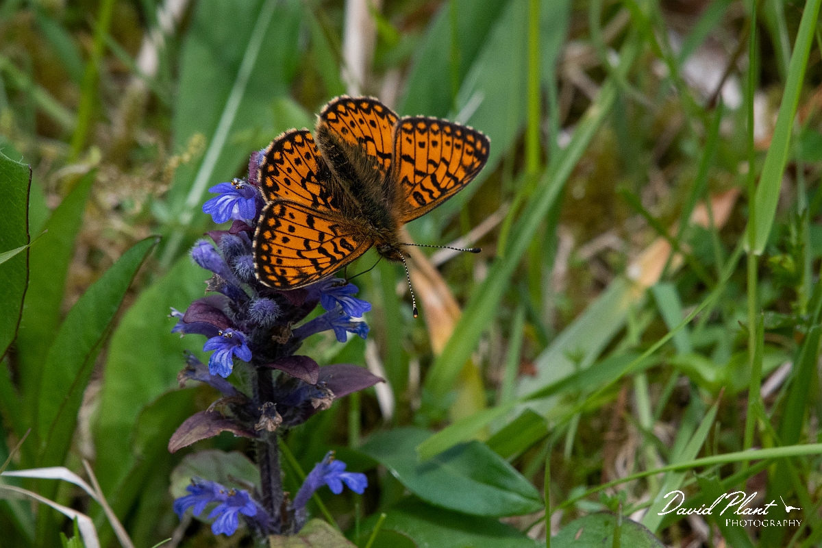 David Plant Photography - Wildlife Photography - Small pearl-bordered fritillary - E.JPG - Small pearl-bordered fritillary - Argyll