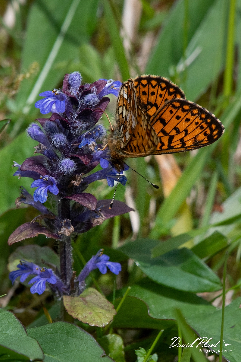 David Plant Photography - Wildlife Photography - Small pearl-bordered fritillary - F.JPG - Small pearl-bordered fritillary - Argyll