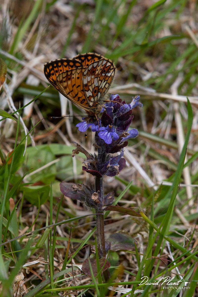 David Plant Photography - Wildlife Photography - Small pearl-bordered fritillary - G.JPG - Small pearl-bordered fritillary - Argyll
