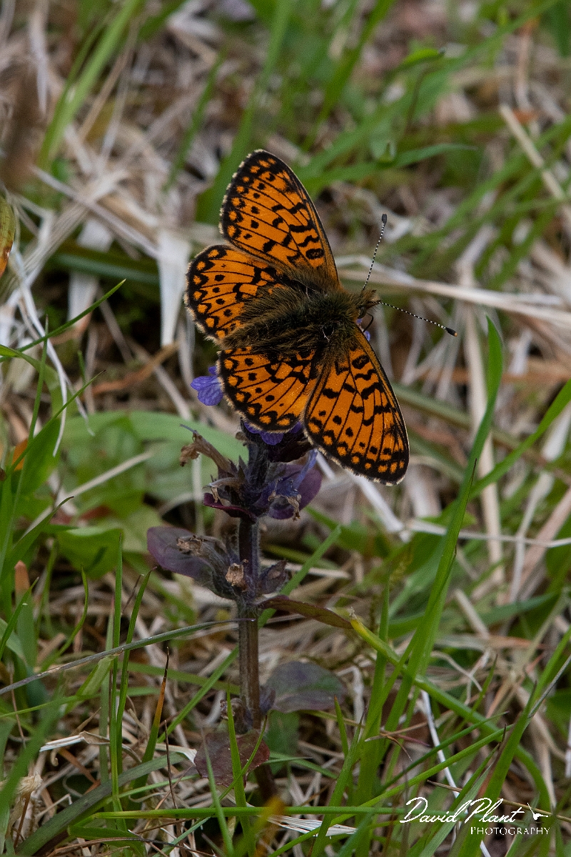 David Plant Photography - Wildlife Photography - Small pearl-bordered fritillary - I.JPG - Small pearl-bordered fritillary - Argyll