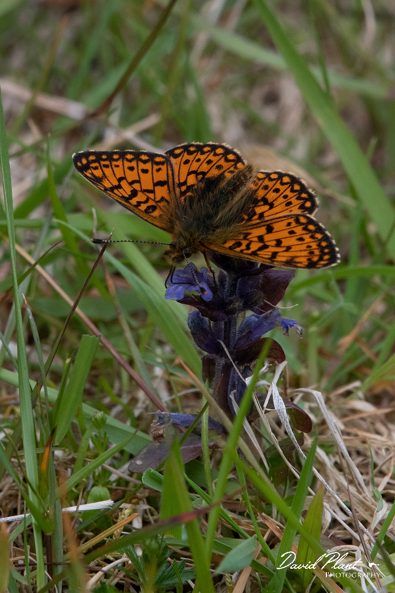 David Plant Photography - Wildlife Photography - Small pearl-bordered fritillary - J.JPG - Small pearl-bordered fritillary - Argyll