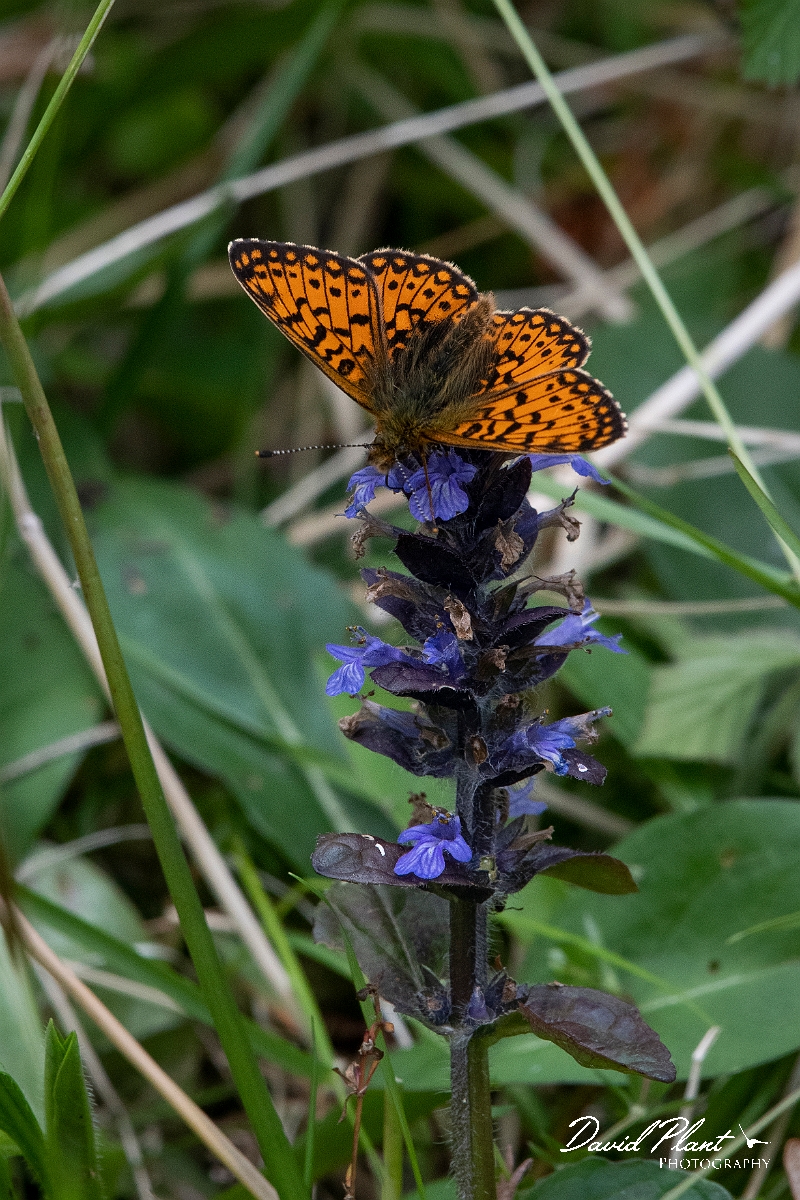 David Plant Photography - Wildlife Photography - Small pearl-bordered fritillary - L.JPG - Small pearl-bordered fritillary - Argyll