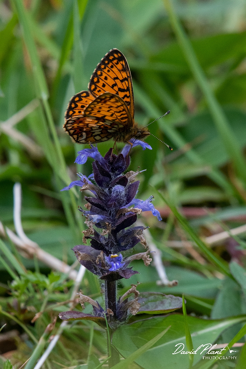 David Plant Photography - Wildlife Photography - Small pearl-bordered fritillary - N.JPG - Small pearl-bordered fritillary - Argyll