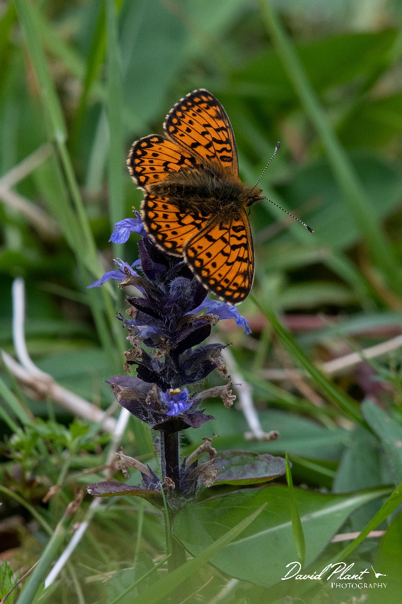 David Plant Photography - Wildlife Photography - Small pearl-bordered fritillary - O.JPG - Small pearl-bordered fritillary - Argyll