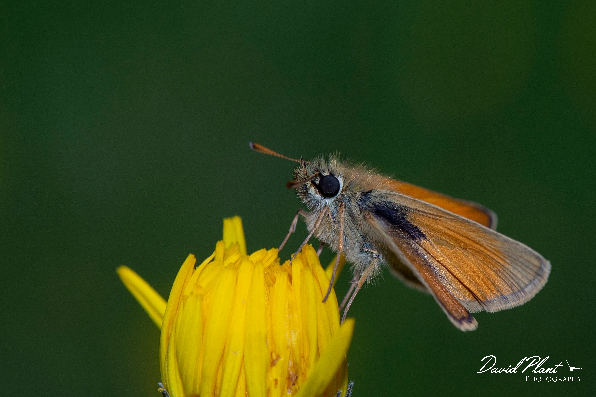 David Plant Photography - Wildlife Photography - Small skipper - D.jpg - Small skipper - Leicestershire