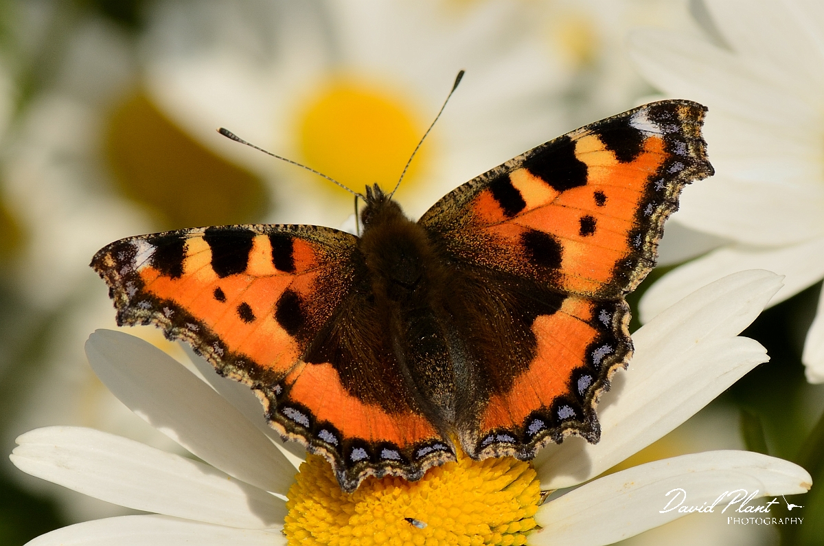 David Plant Photography - Wildlife Photography - Small tortoiseshell - A.jpg - Small tortoiseshell - Gloucestershire