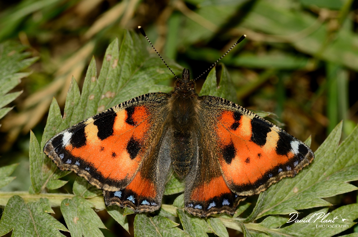 David Plant Photography - Wildlife Photography - Small tortoiseshell - B.jpg - Small tortoiseshell - Warwickshire