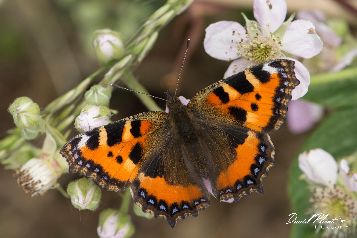 David Plant Photography - Wildlife Photography - Small tortoiseshell - C.jpg - Small tortoiseshell - Norfolk