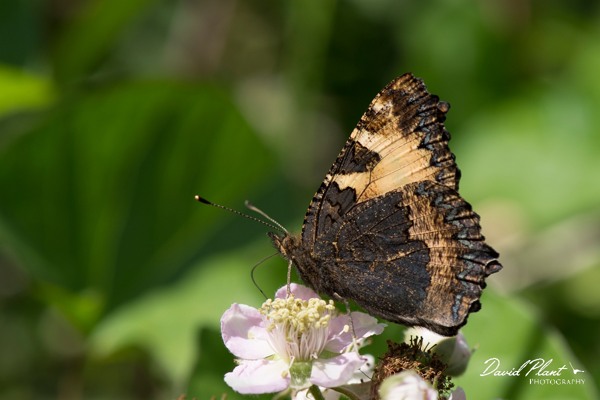 David Plant Photography - Wildlife Photography - Small tortoiseshell - D.jpg - Small tortoiseshell underwing - Norfolk