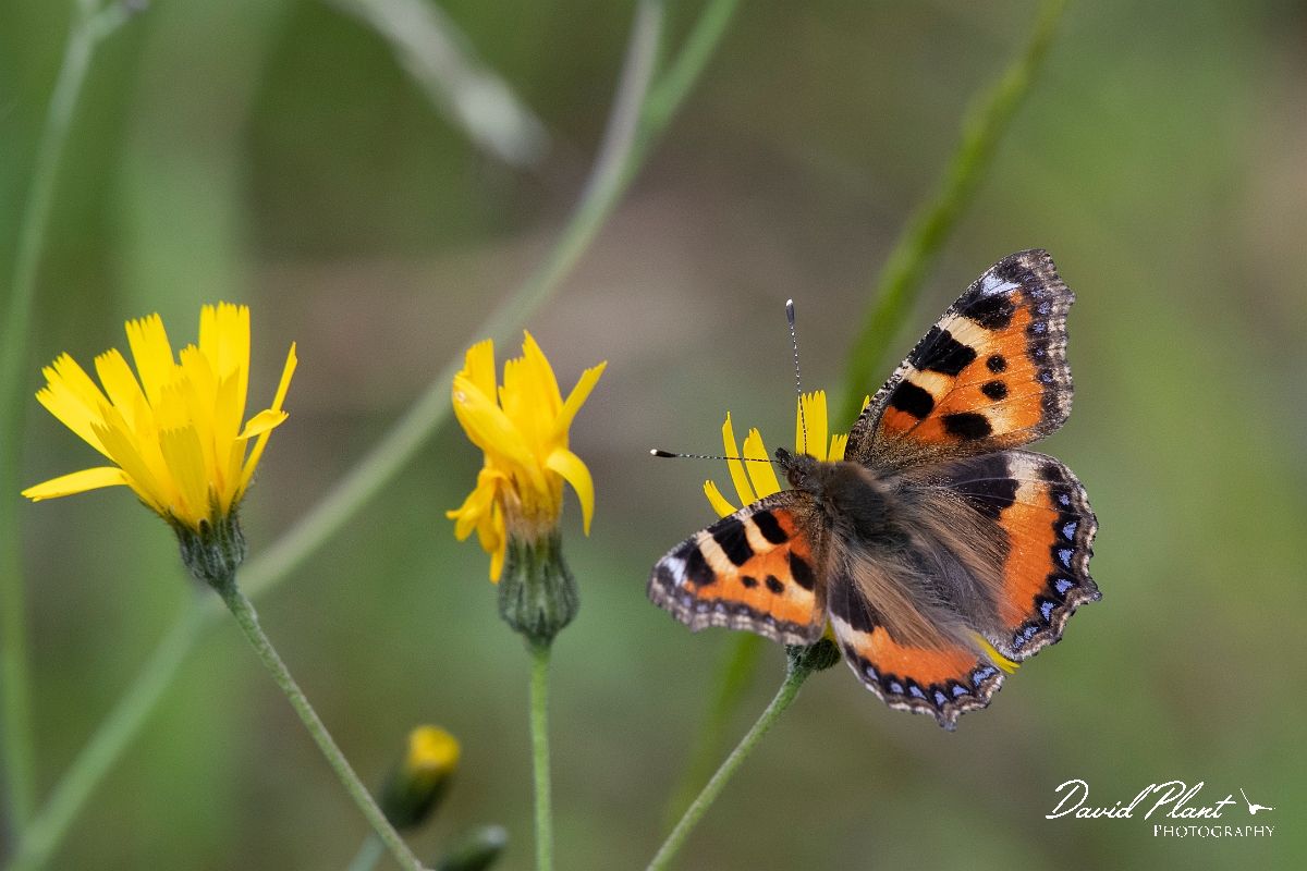 David Plant Photography - Wildlife Photography - Small tortoiseshell - G.jpg - Small tortoiseshell - Leicestershire