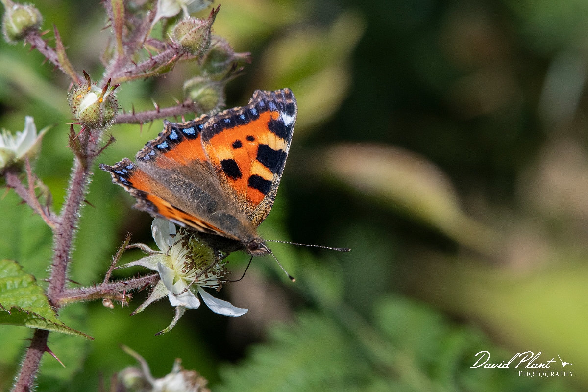 David Plant Photography - Wildlife Photography - Small tortoiseshell - H.jpg - Small tortoiseshell - Devon