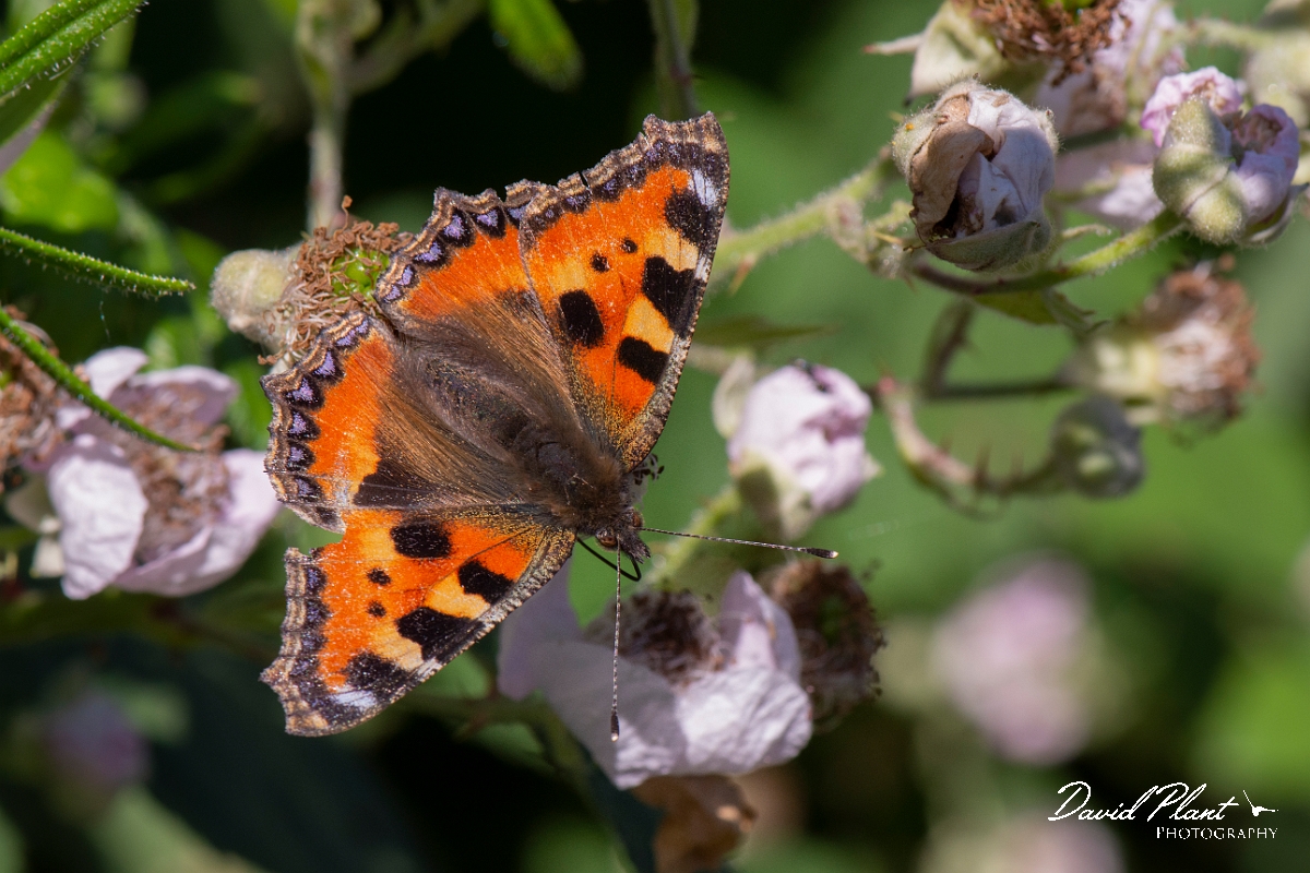 David Plant Photography - Wildlife Photography - Small tortoiseshell - I.jpg - Small tortoiseshell - Kent