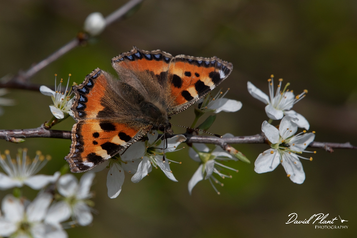 David Plant Photography - Wildlife Photography - Small tortoiseshell - J.jpg - Small tortoiseshell - Leicestershire