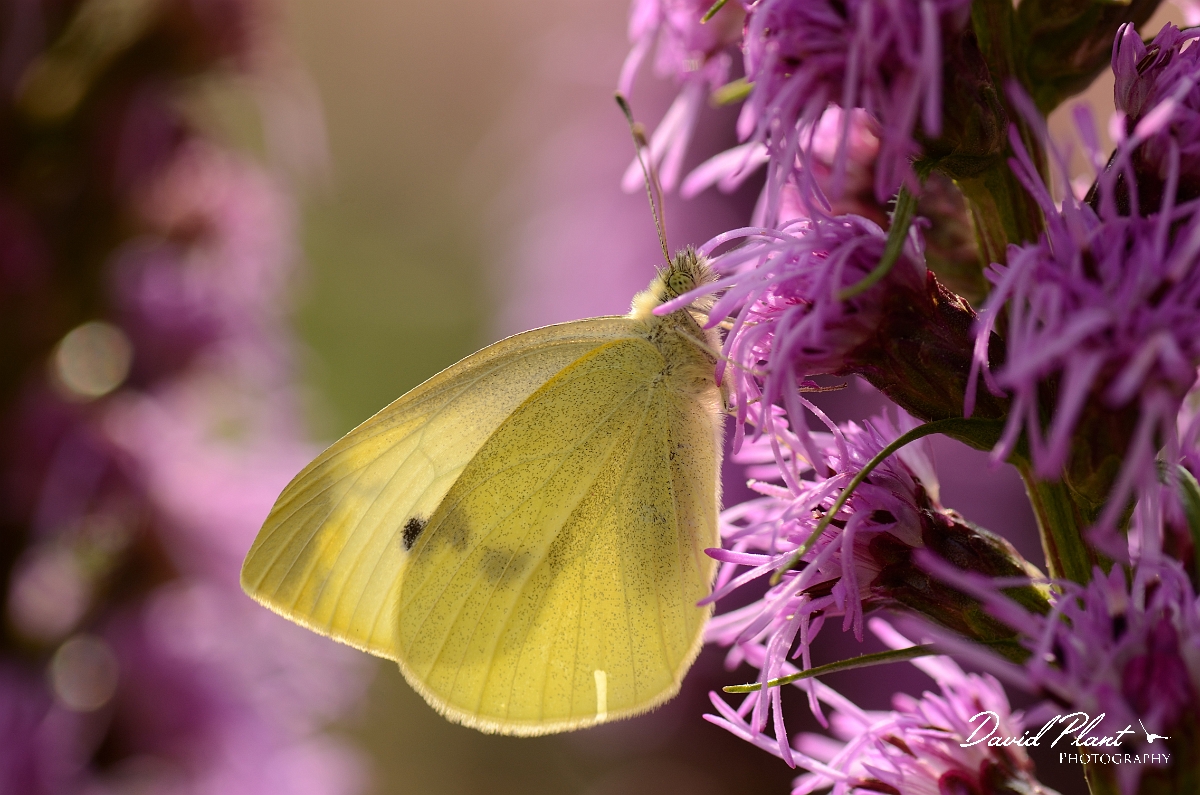 David Plant Photography - Wildlife Photography - Small white - A.jpg - Small white - Cotswolds