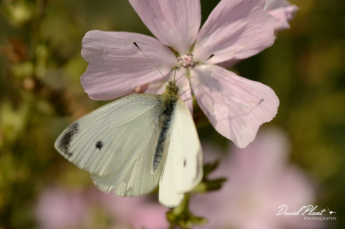 David Plant Photography - Wildlife Photography - Small white - B.jpg - Small white - Cotswolds