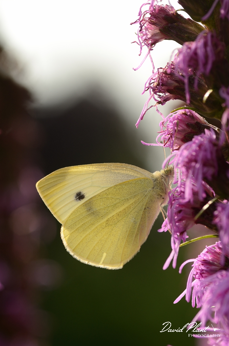 David Plant Photography - Wildlife Photography - Small white - C.jpg - Small white - Cotswolds
