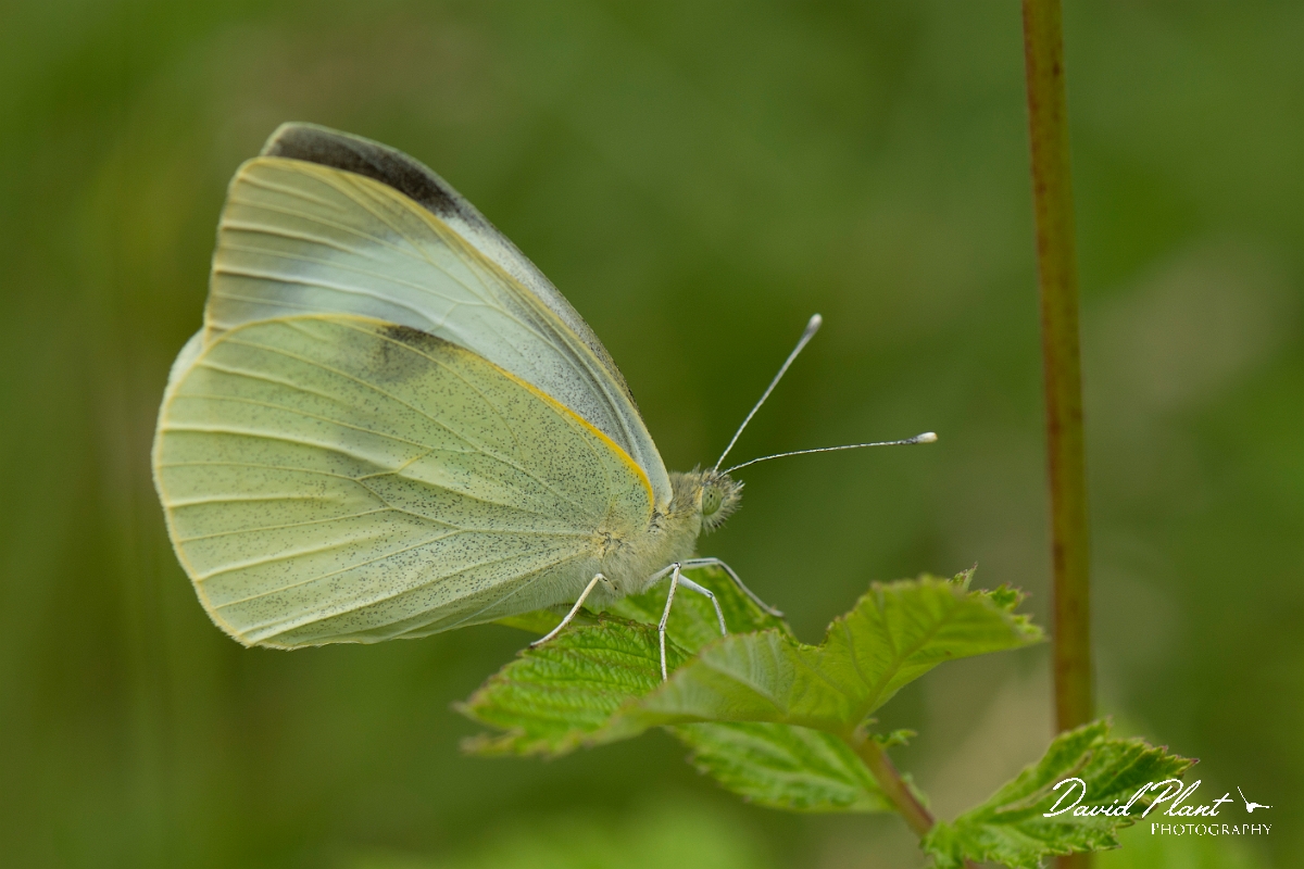 David Plant Photography - Wildlife Photography - Small white - D.jpg - Small white - Buckinghamshire