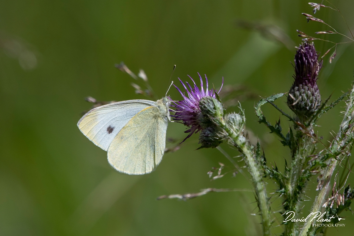 David Plant Photography - Wildlife Photography - Small white - E.jpg - Small white - Cambridgeshire