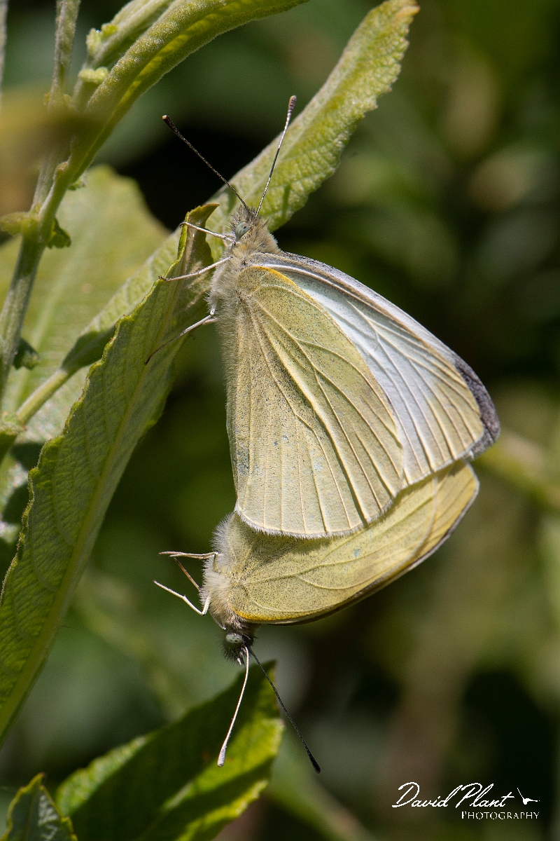 David Plant Photography - Wildlife Photography - Small white - F.jpg - Small white mating pair - Kent