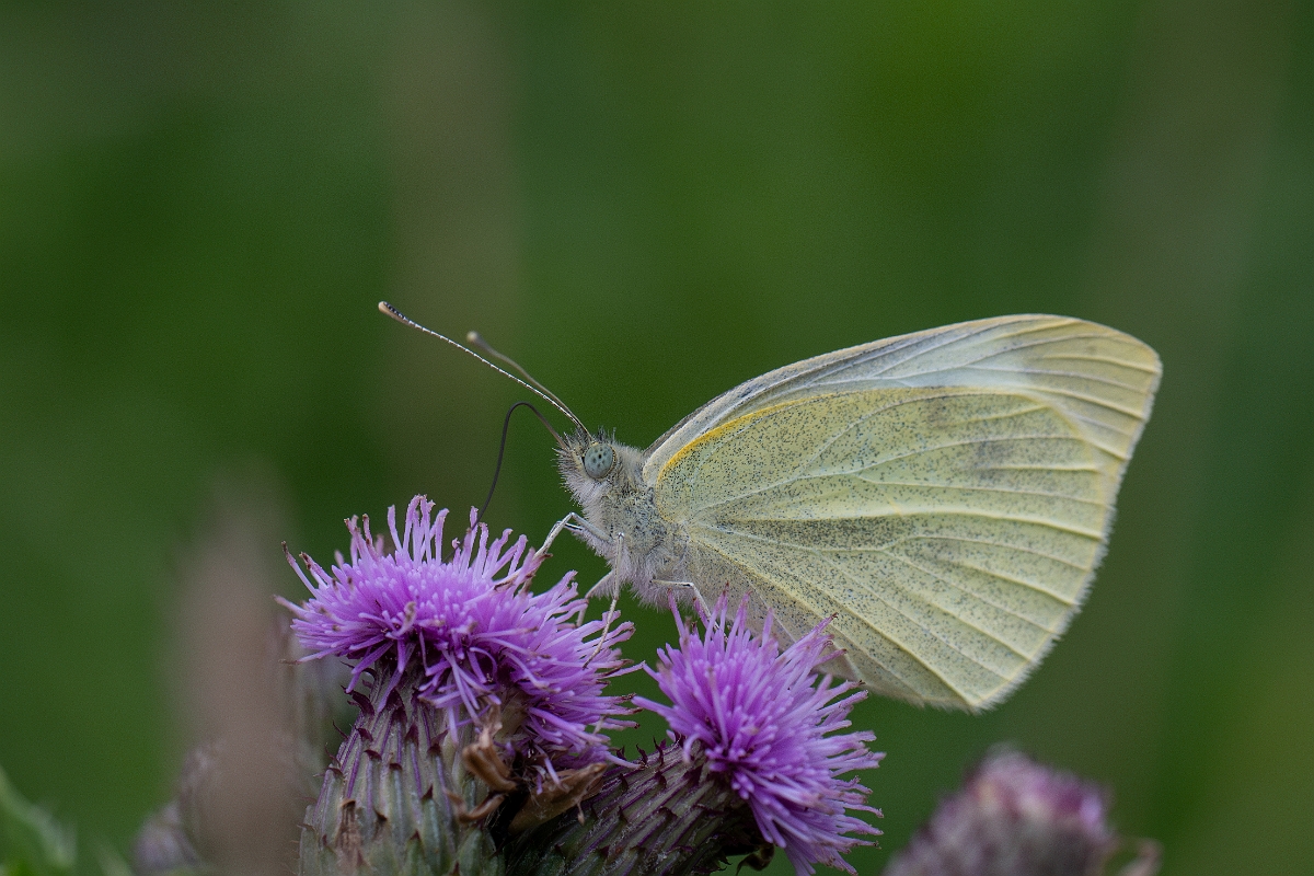 David Plant Photography - Wildlife Photography - Small white - G.jpg - Small white - Cambridgeshire