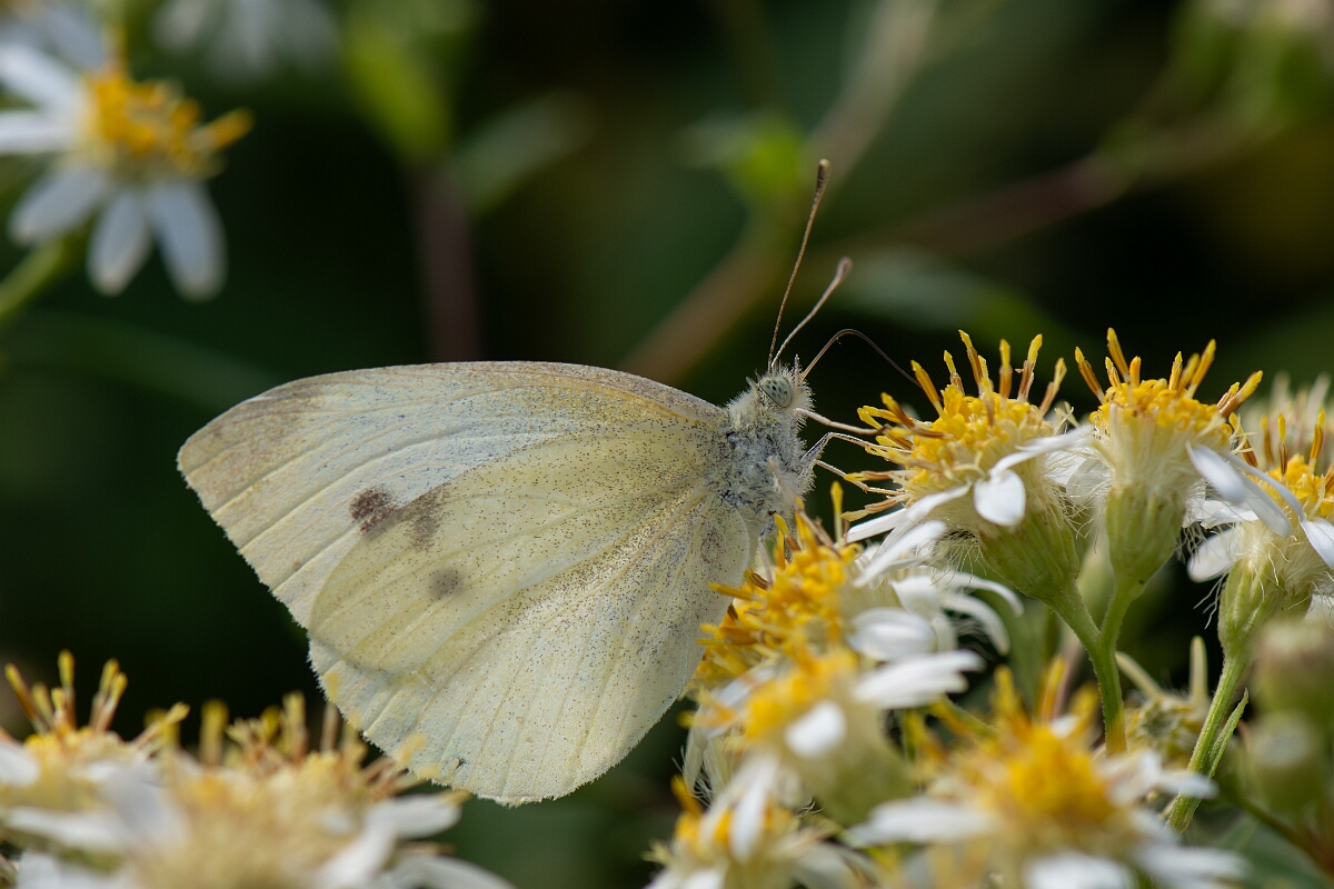 David Plant Photography - Wildlife Photography - Small white - H.jpg - Small white - Cotswolds