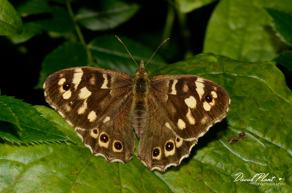 David Plant Photography - Wildlife Photography - Speckled wood - A.jpg - Speckled wood - Kent