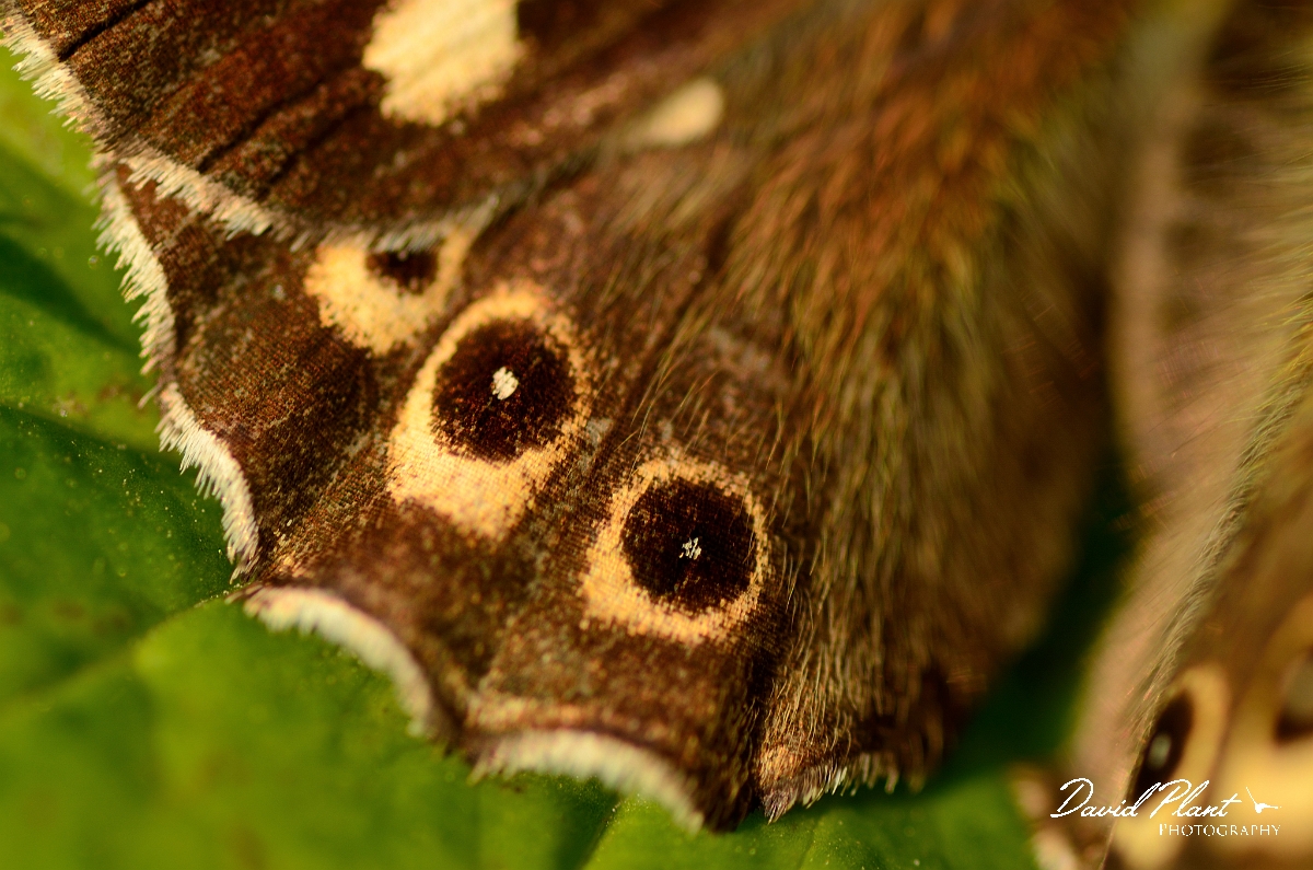 David Plant Photography - Wildlife Photography - Speckled wood - C.jpg - Speckled wood hindwing - Kent