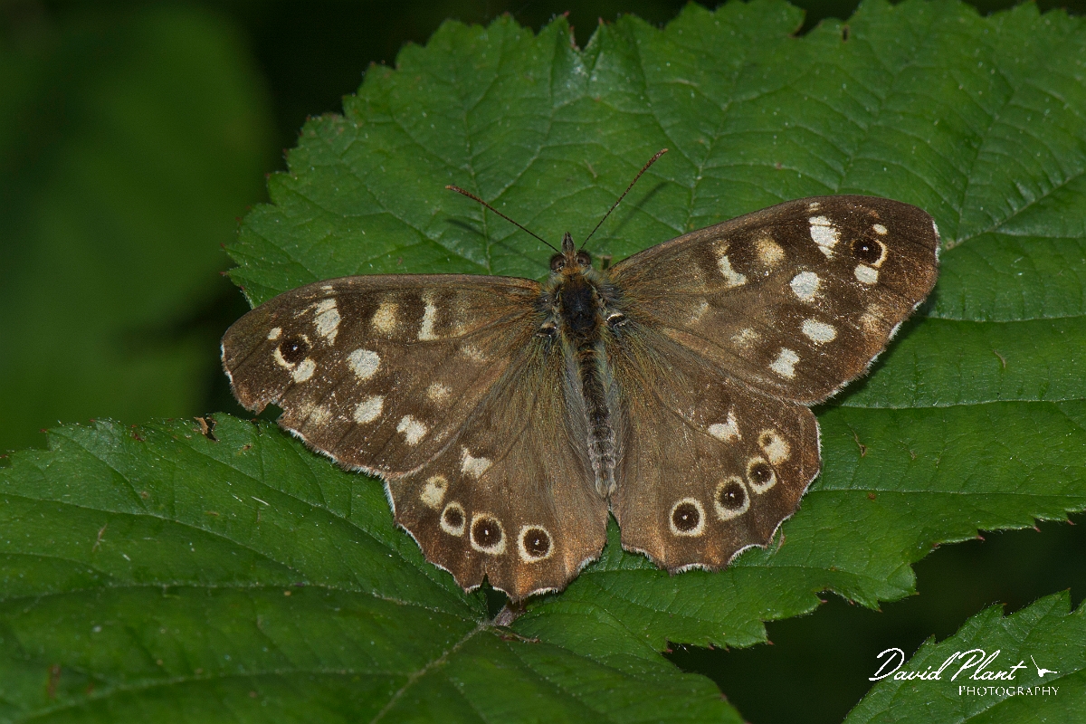 David Plant Photography - Wildlife Photography - Speckled wood - D.jpg - Speckled wood  - Buckinghamshire