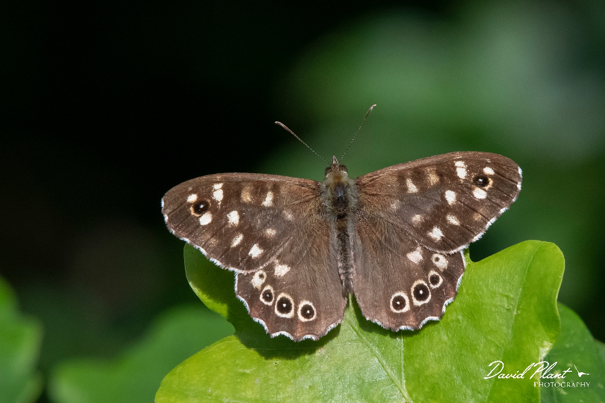 David Plant Photography - Wildlife Photography - Speckled wood - E.jpg - Speckled wood - Cambridgeshrie