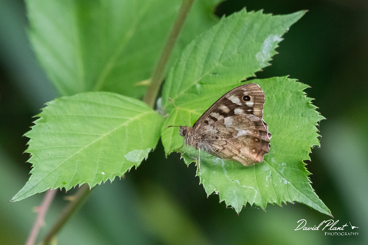David Plant Photography - Wildlife Photography - Speckled wood - F.jpg - Speckled wood - Oxfordshire