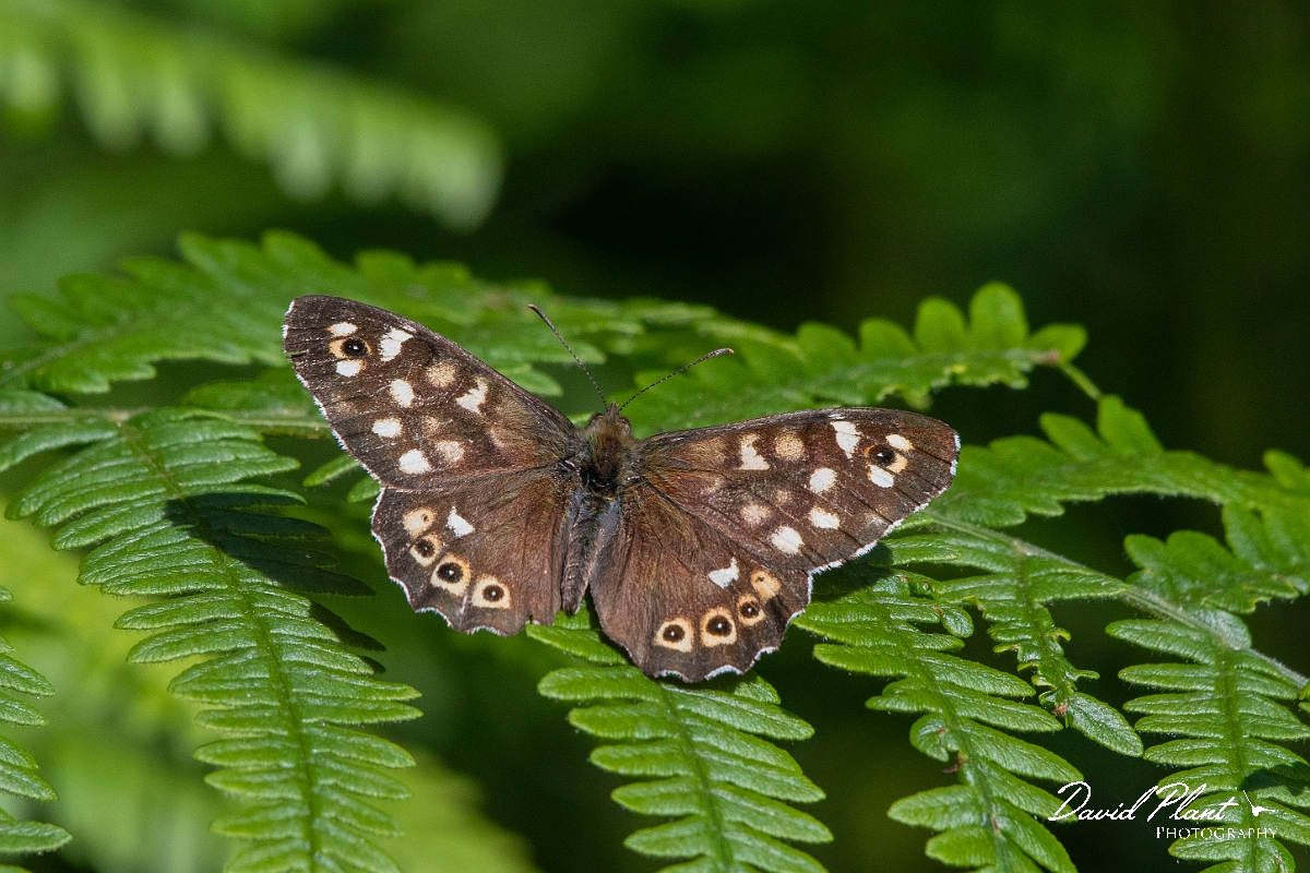 David Plant Photography - Wildlife Photography - Speckled wood - G.jpg - Speckled wood - Cambridgeshrie