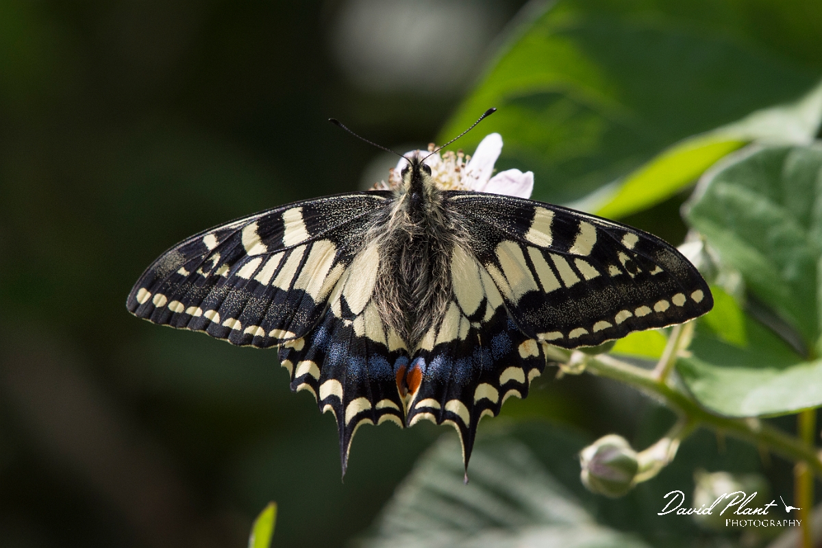 David Plant Photography - Wildlife Photography - Swallowtail - A.jpg - Swallowtail - Norfolk