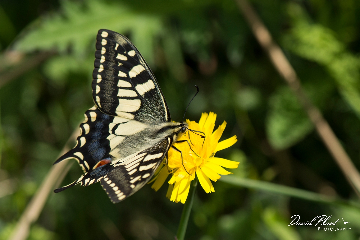 David Plant Photography - Wildlife Photography - Swallowtail - B.jpg - Swallowtail - Norfolk