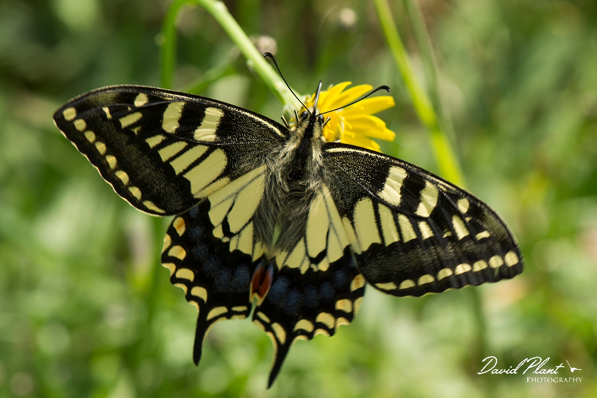 David Plant Photography - Wildlife Photography - Swallowtail - C.jpg - Swallowtail - Norfolk