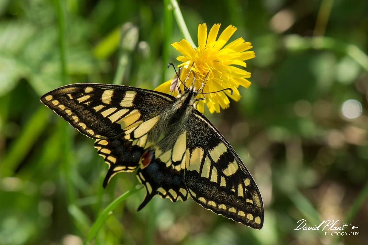 David Plant Photography - Wildlife Photography - Swallowtail - D.jpg - Swallowtail - Norfolk