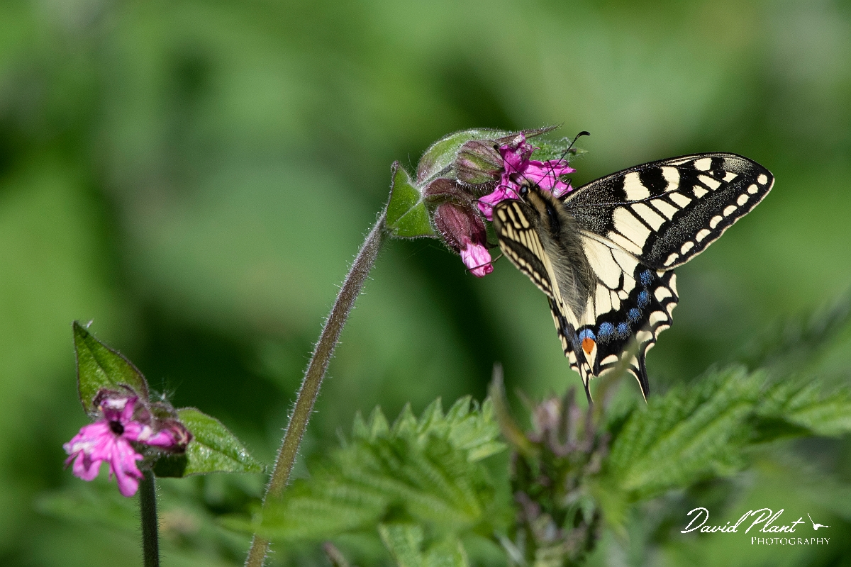 David Plant Photography - Wildlife Photography - Swallowtail - E.jpg - Swallowtail - Norfolk