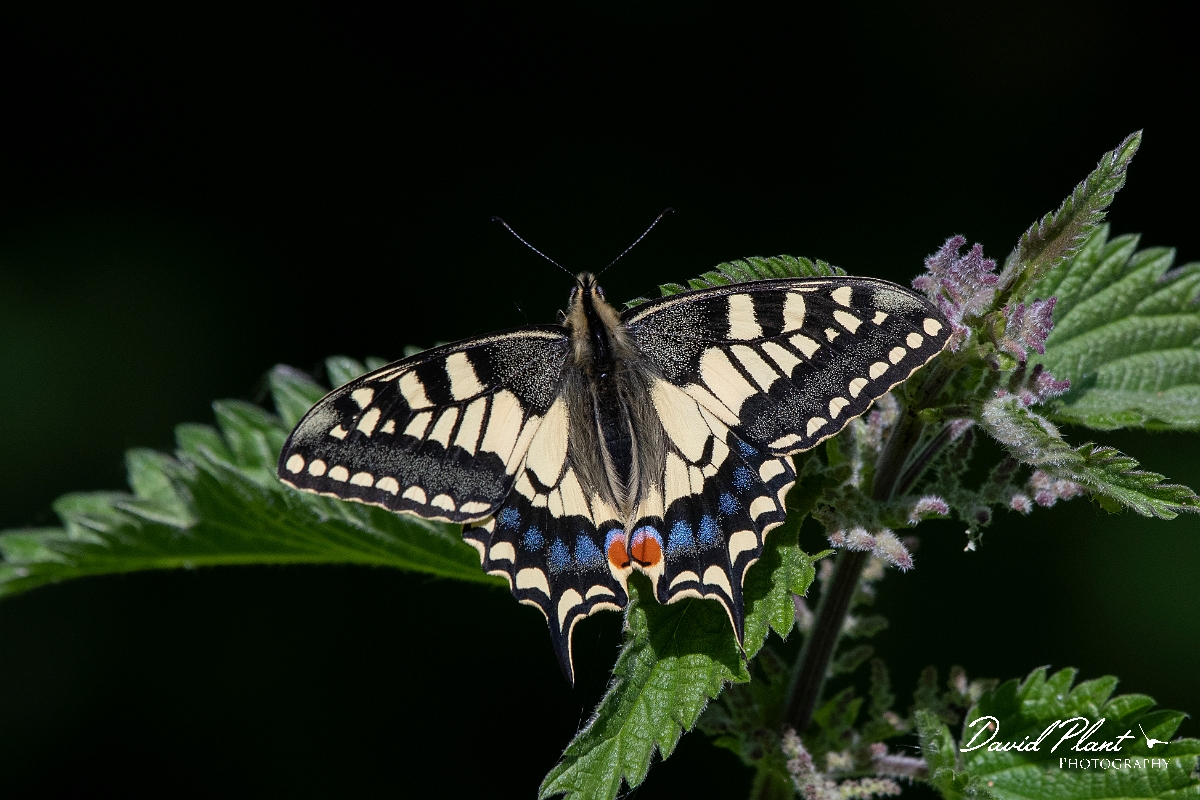 David Plant Photography - Wildlife Photography - Swallowtail - G.jpg - Swallowtail - Norfolk