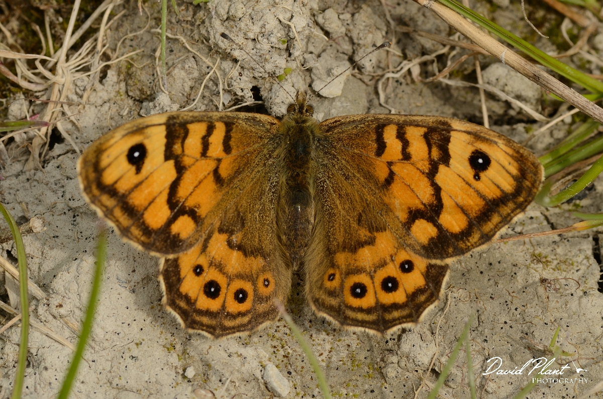 David Plant Photography - Wildlife Photography - Wall - A.jpg - Wall - Kent