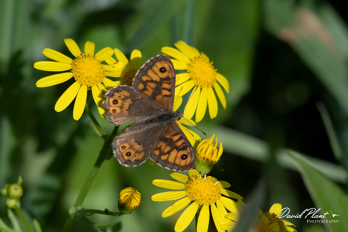 David Plant Photography - Wildlife Photography - Wall - B.jpg - Wall - Kent