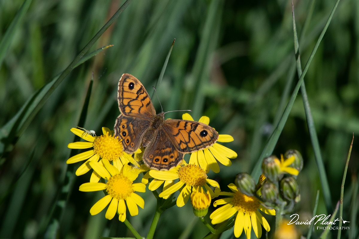 David Plant Photography - Wildlife Photography - Wall - E.jpg - Wall - Kent