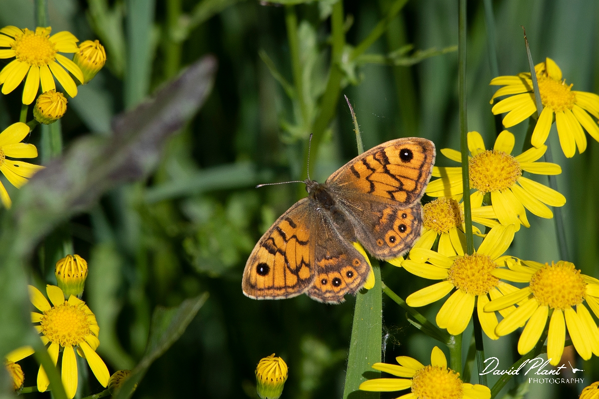 David Plant Photography - Wildlife Photography - Wall - F.jpg - Wall - Kent